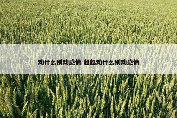 动什么别动感情 赵赵动什么别动感情