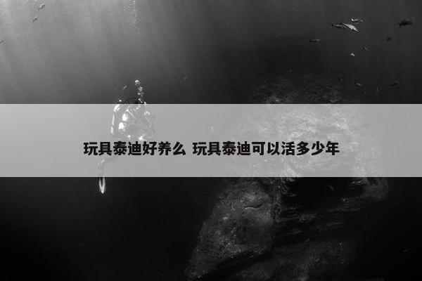 玩具泰迪好养么 玩具泰迪可以活多少年