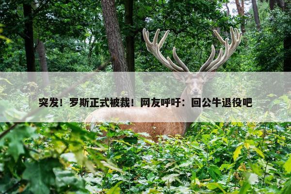 突发！罗斯正式被裁！网友呼吁：回公牛退役吧