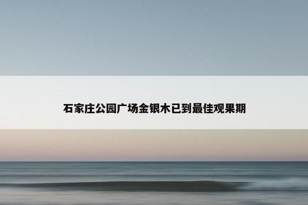 石家庄公园广场金银木已到最佳观果期